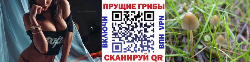 даркнет клад  Перевоз  Псилоцибиновые грибы мухоморы 